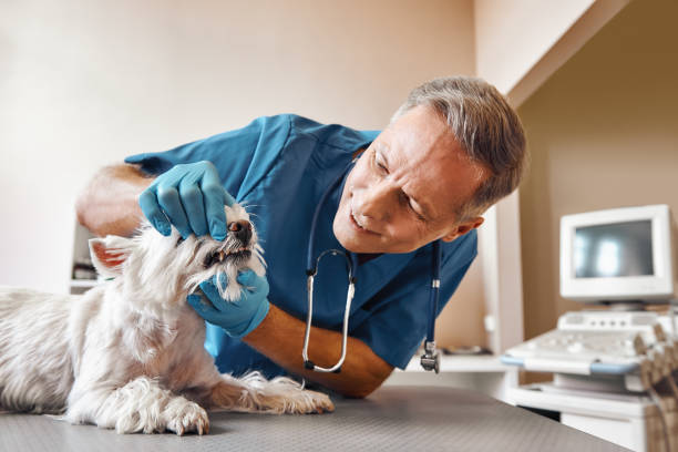 Best Emergency Dental Services for Seniors in Marshall, MI